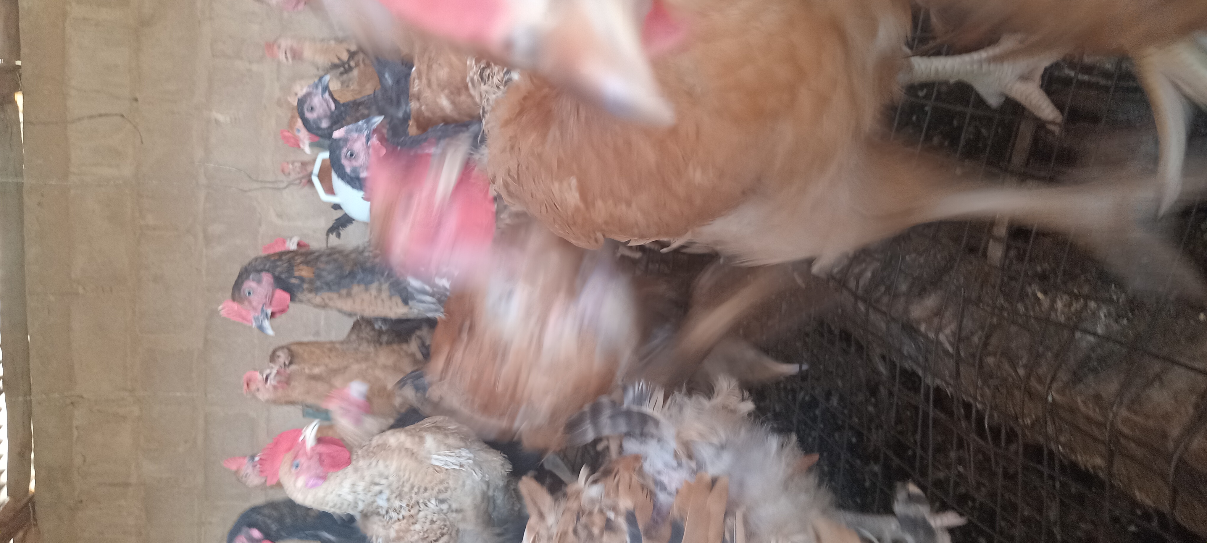 hen shown 
